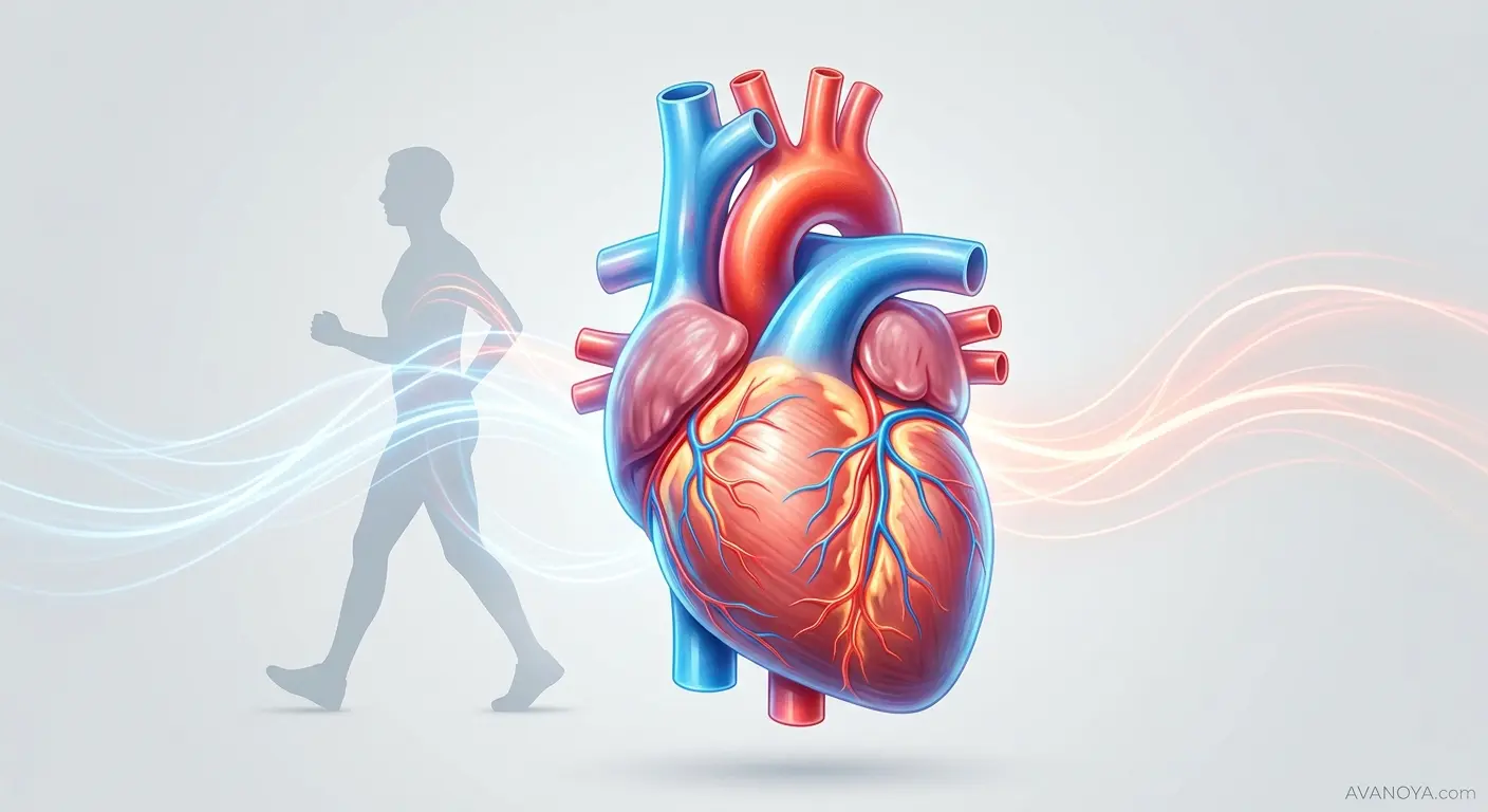 تصویر شماتیک تقویت عضلات قلب و گردش خون با پیادهروی